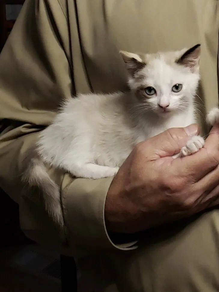 Lost cat in Ooltewah, TN, 37363