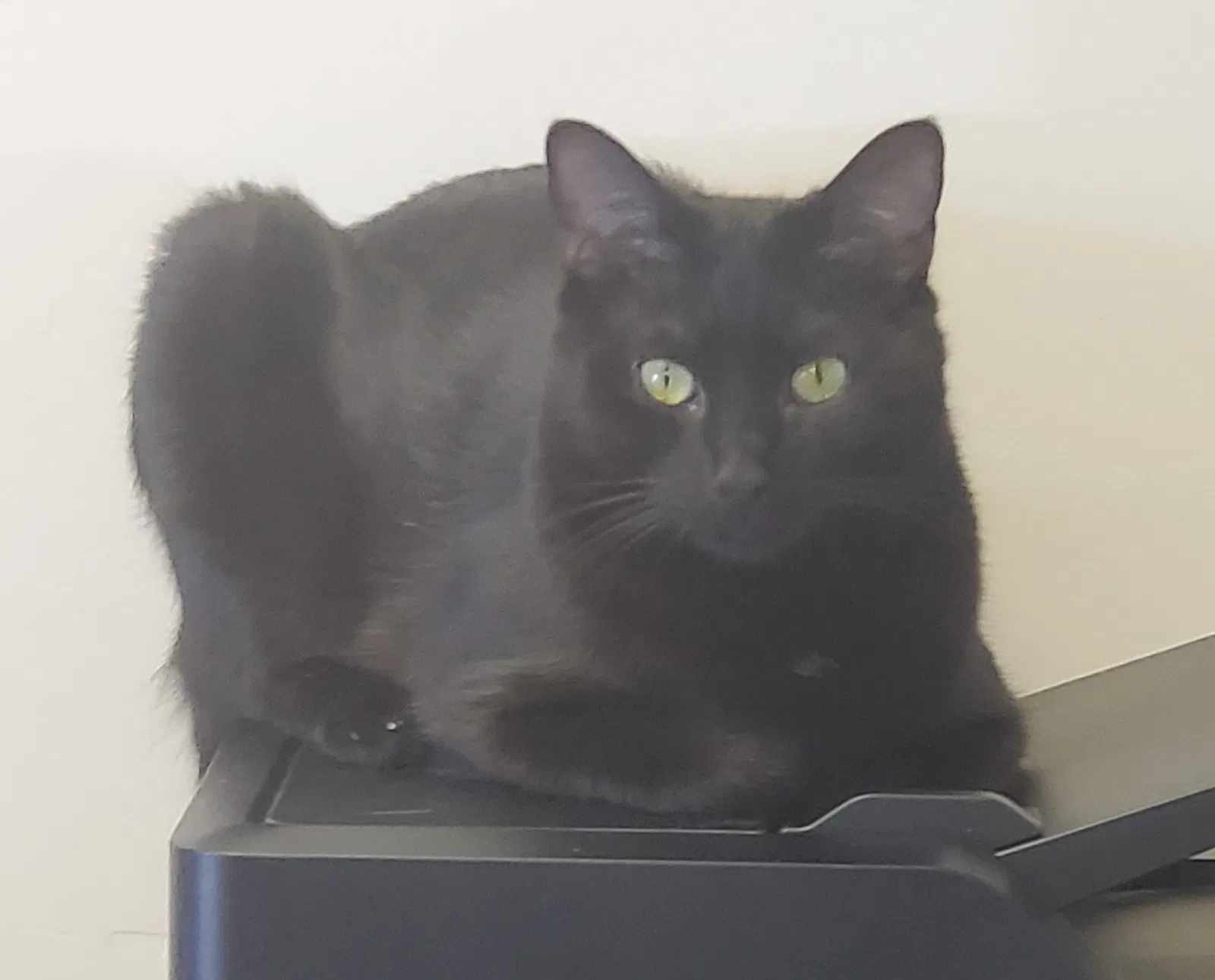Lost cat in Tallahassee, FL, 32304