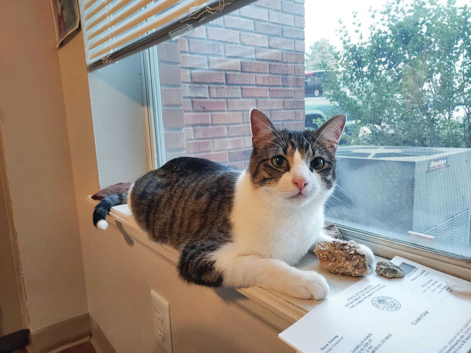 Lost cat in Broomfield, CO, 80020