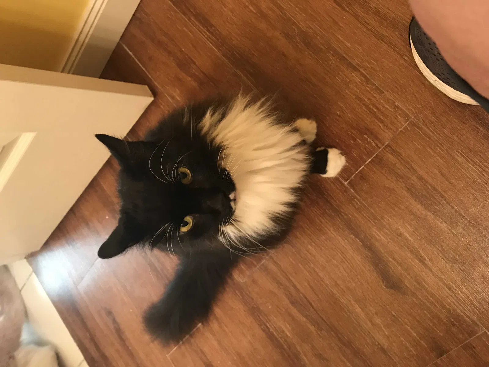 Lost cat in Miami, FL, 33193