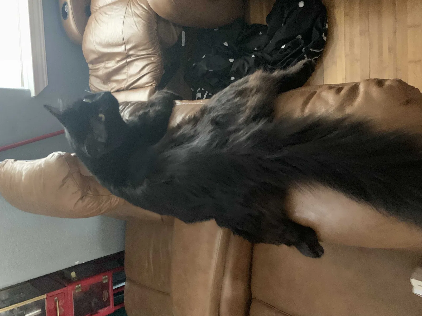 Lost cat in Spring, TX, 77388