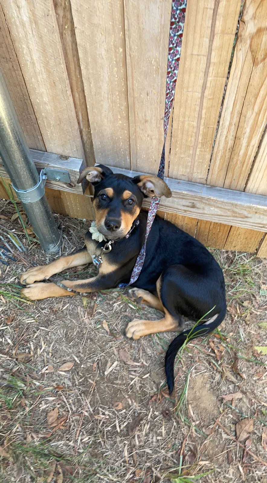 Lost dog in Dallas, TX, 75212