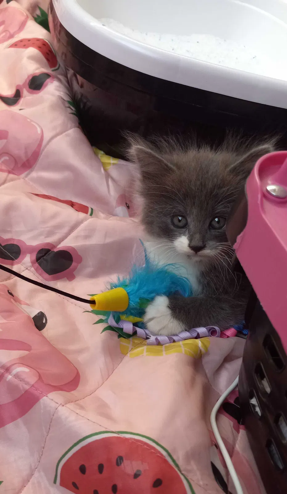 Lost cat in Los Angeles, CA, 90011