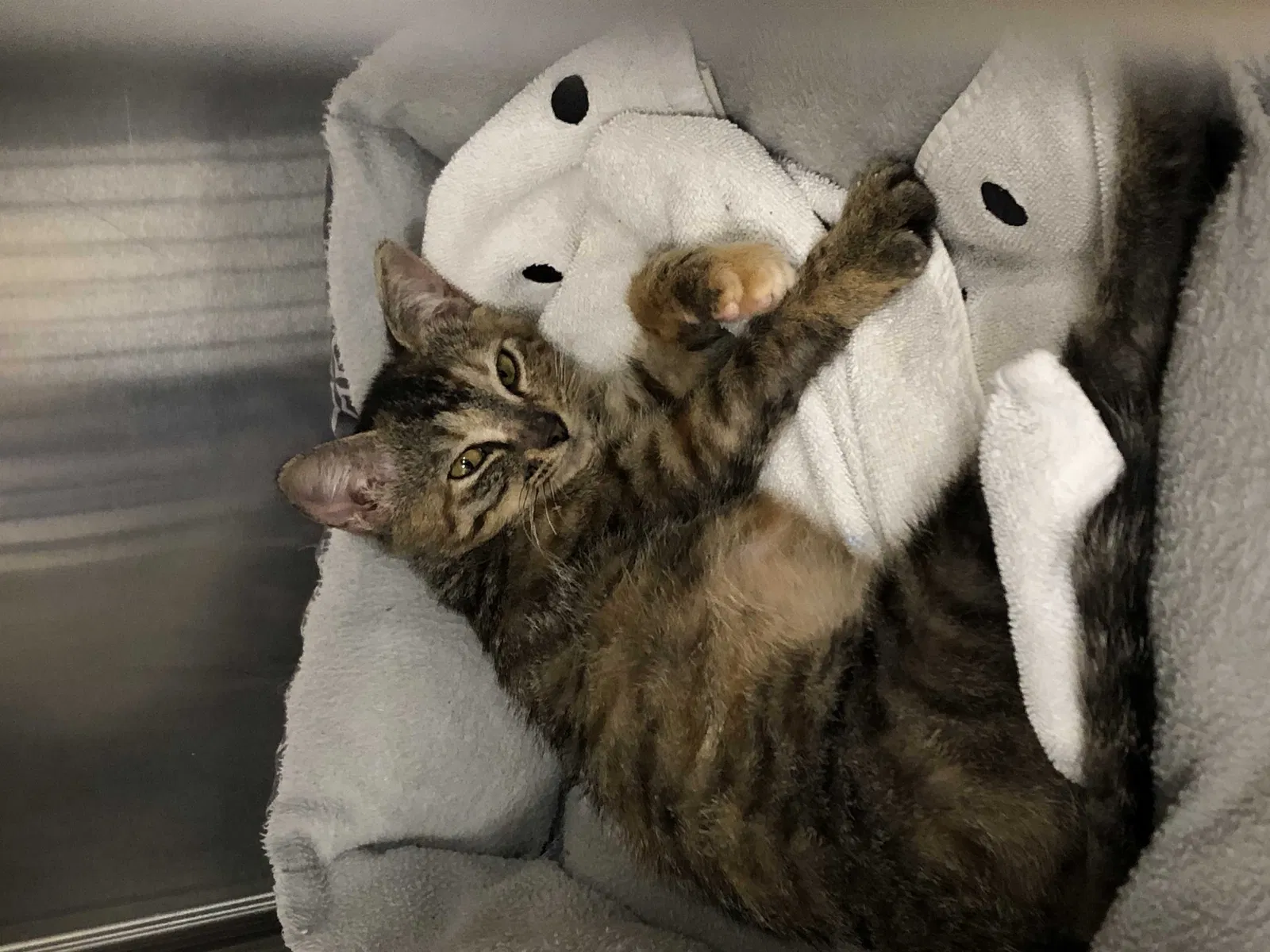 Lost cat in Rosamond, CA, 93560