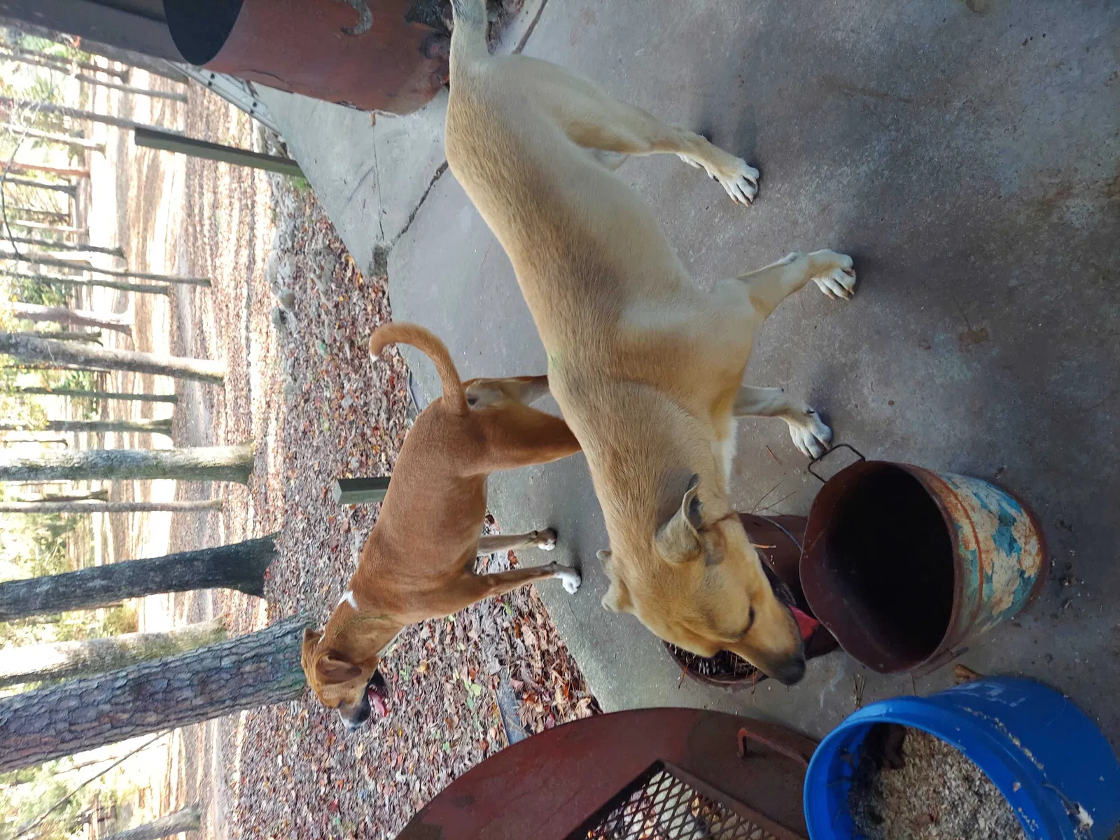 Found dog in Tuscaloosa, AL, 35405