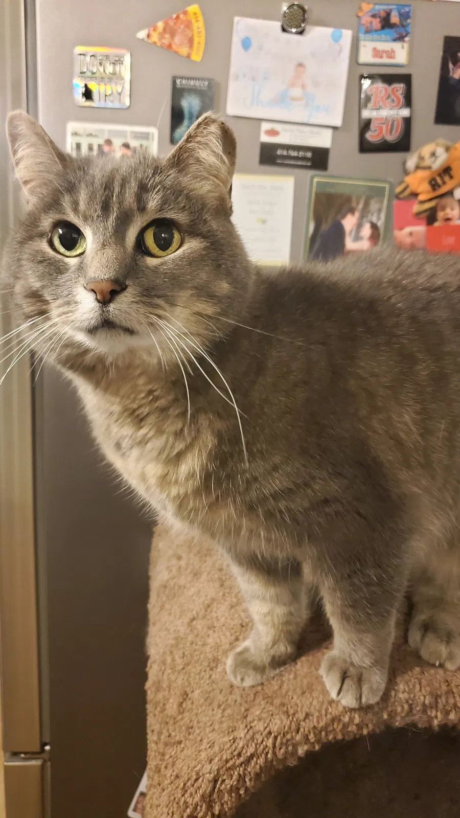 Lost cat in Cudahy, WI, 53110