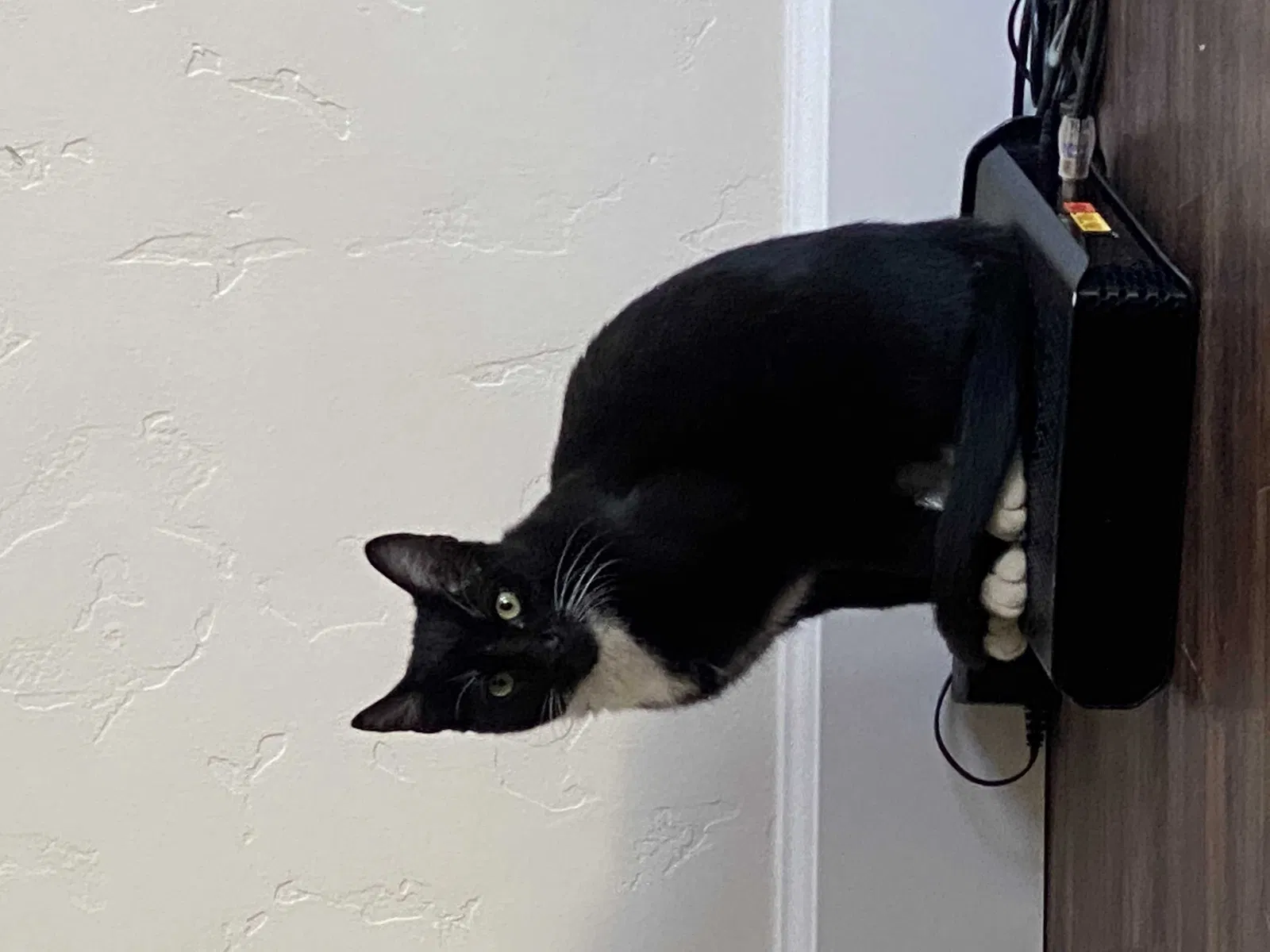 Lost cat in Meridian, ID, 83642