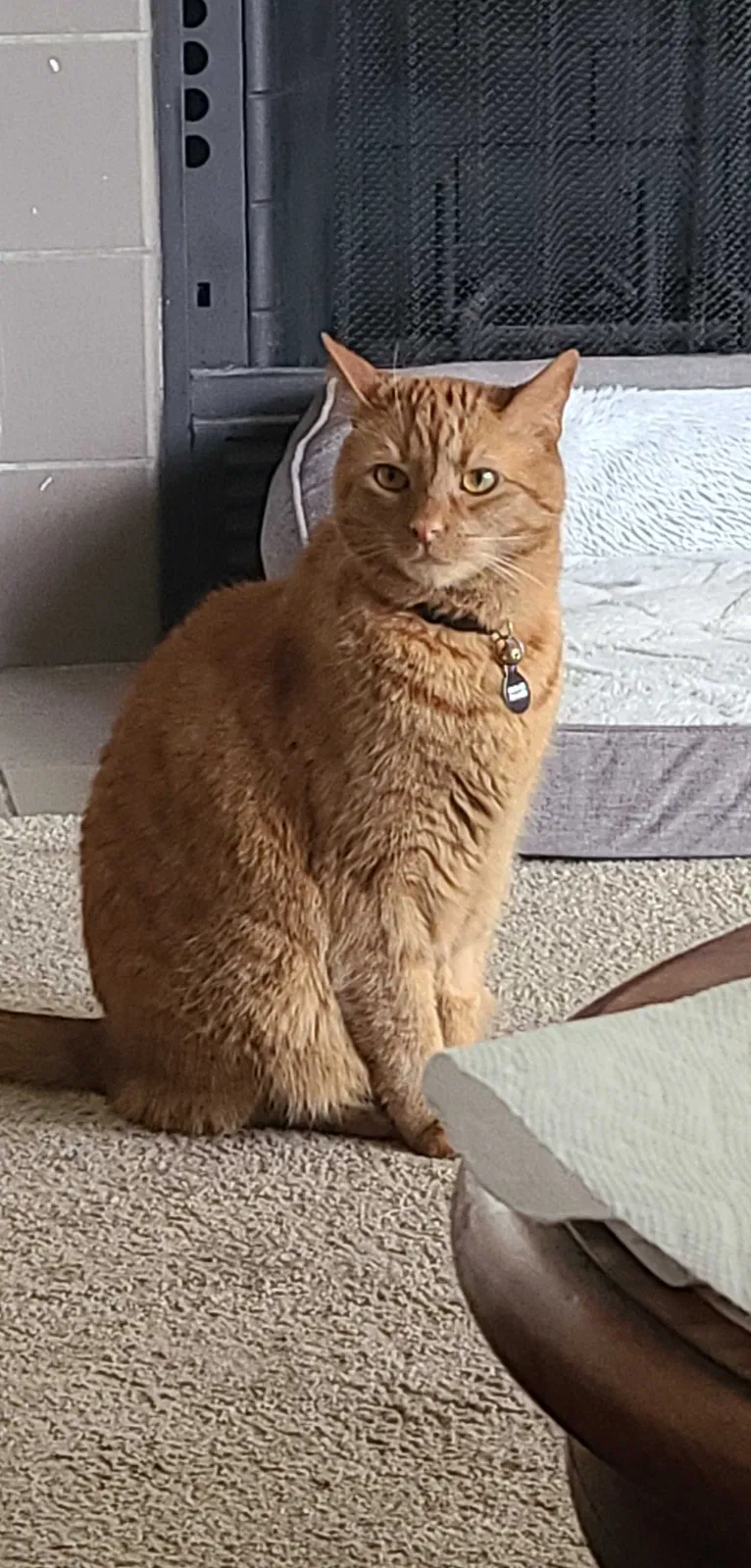 Lost cat in Petersburg, VA, 23803