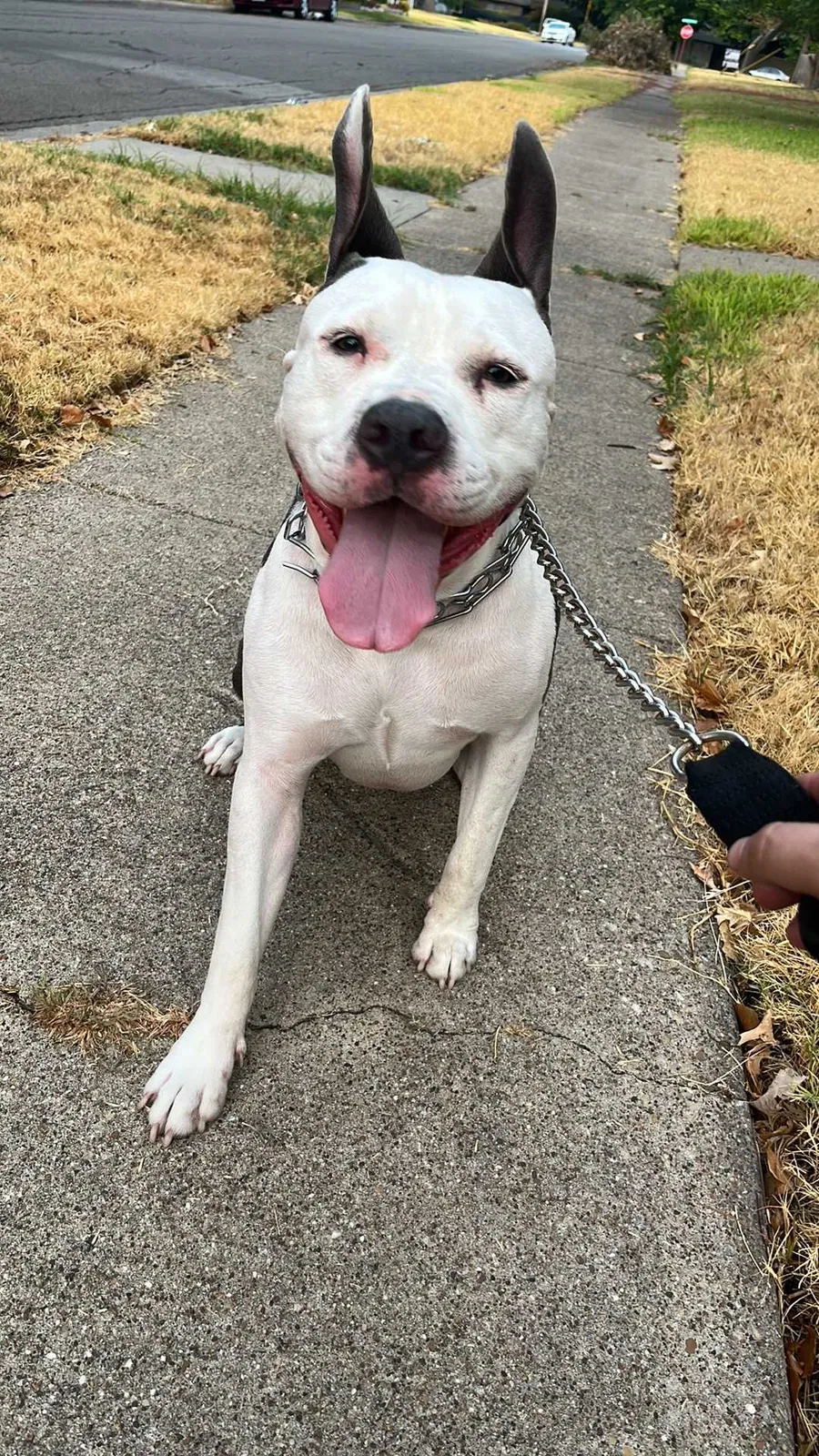 Lost dog in Dallas, TX, 75228