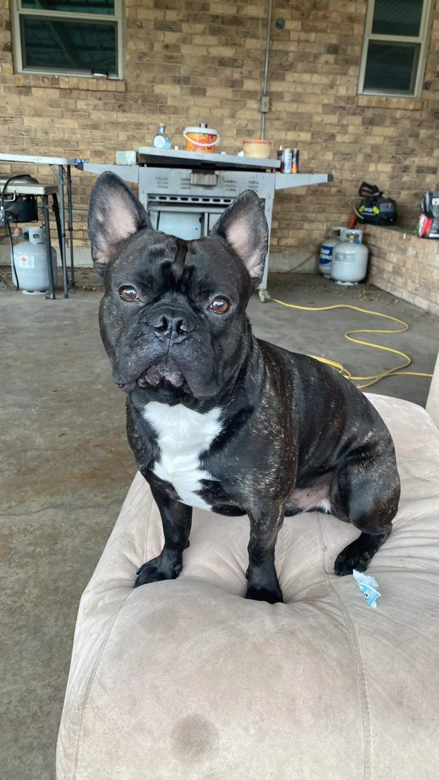 Lost dog in Dallas, TX, 75228
