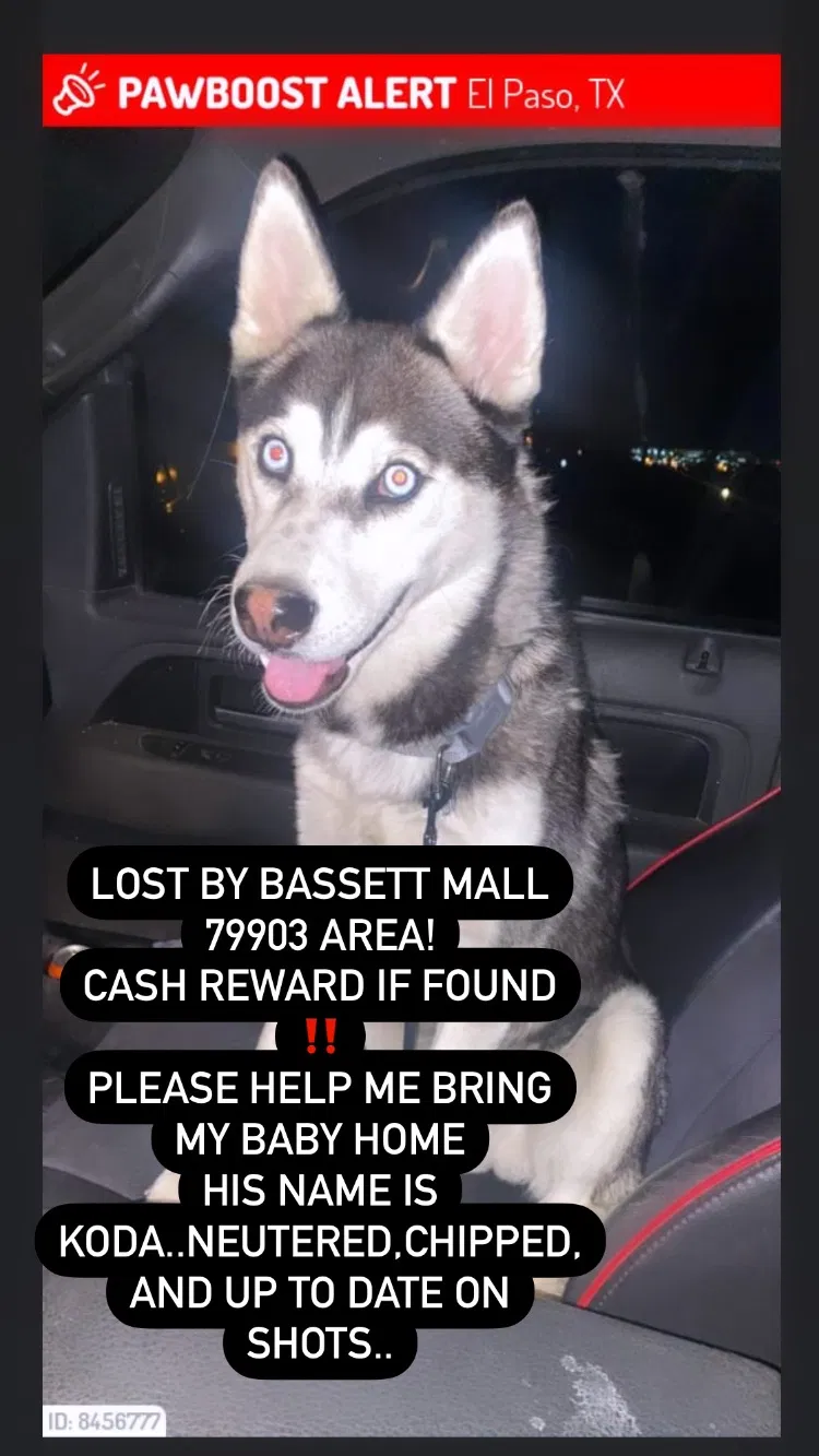 Lost dog in El Paso, TX, 79903