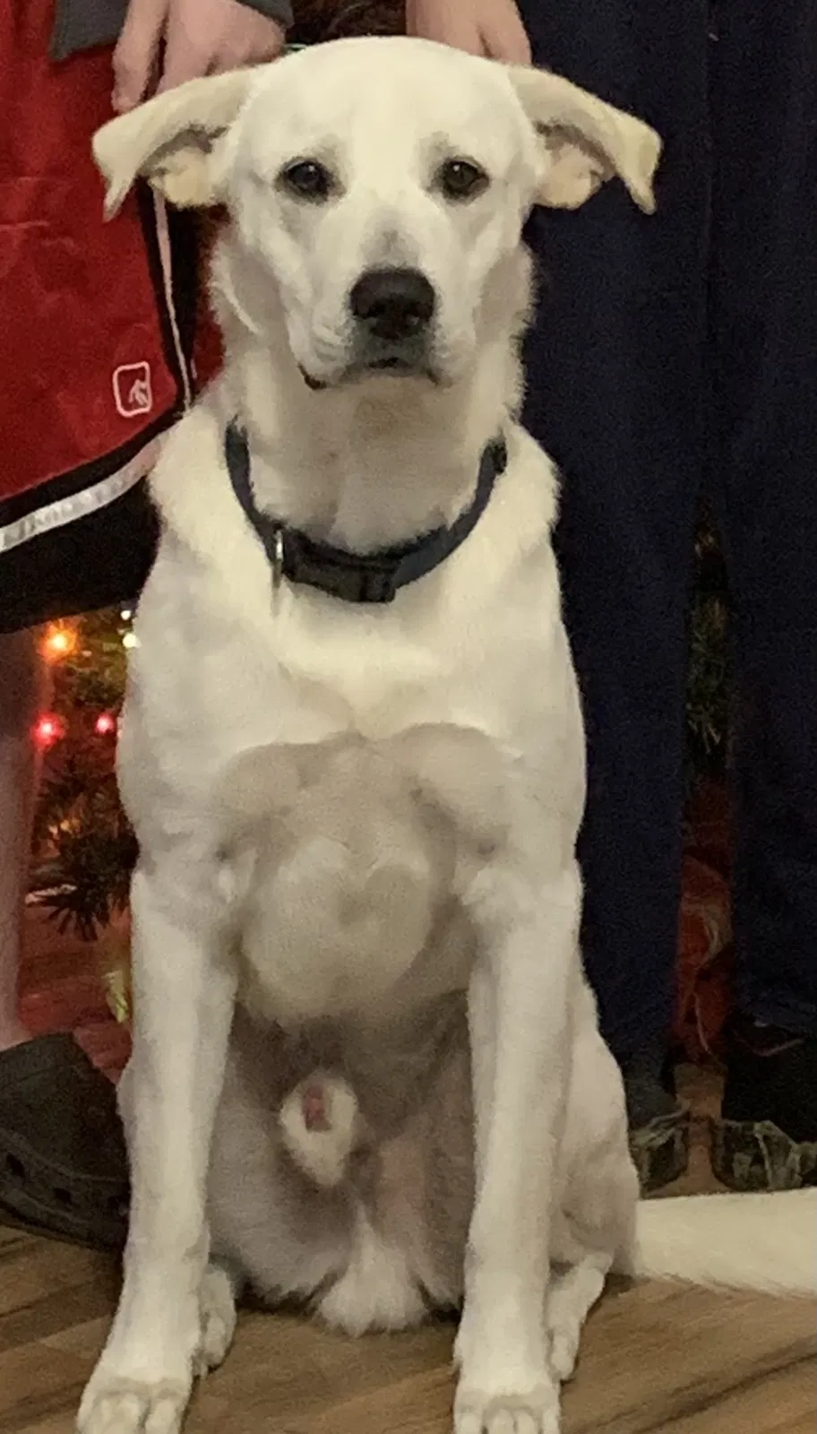 Lost dog in Jasper, TN, 37347