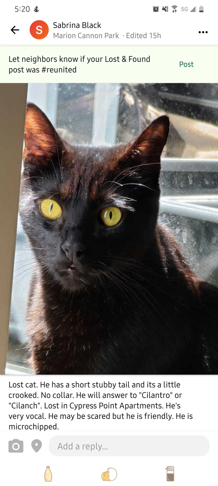 Lost cat in Ventura, CA, 93003