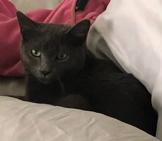 Lost cat in Henrico, VA, 23231