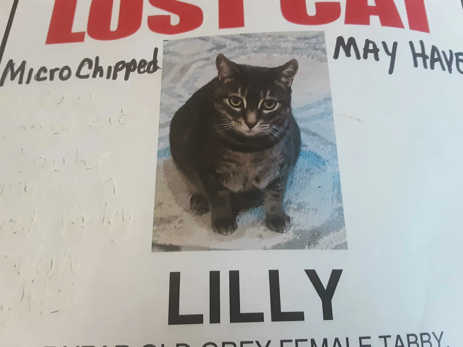Lost cat in Yakima, WA, 98908