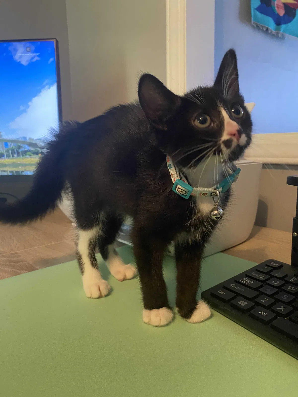 Lost cat in Columbia, SC, 29212
