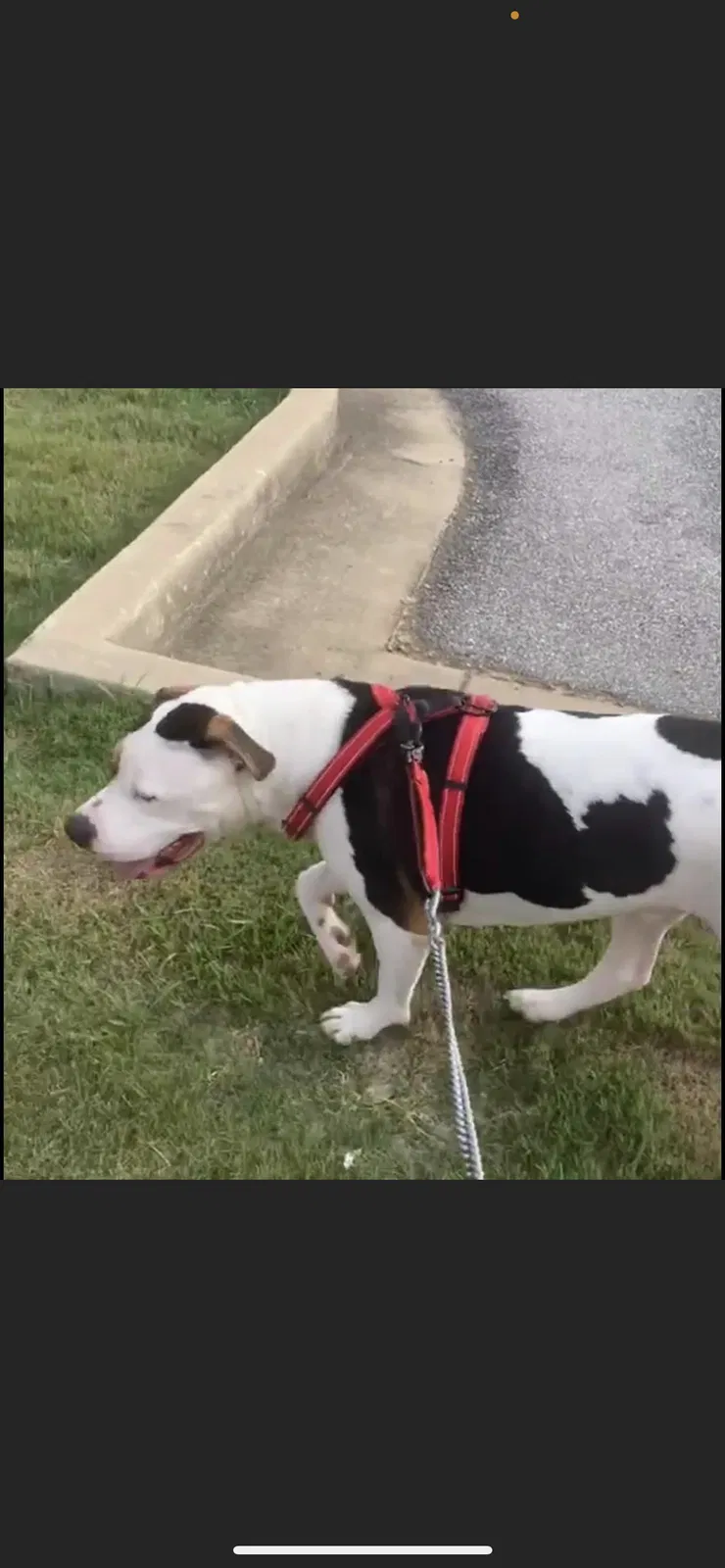 Lost dog in Kenner, LA, 70062