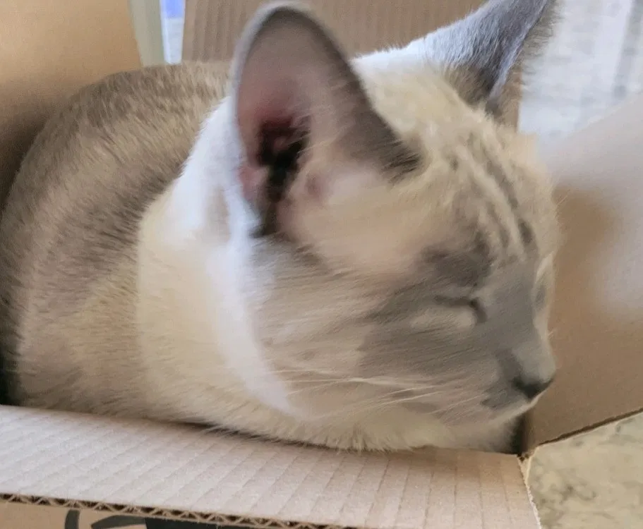 Lost cat in Rock Valley, IA, 51247
