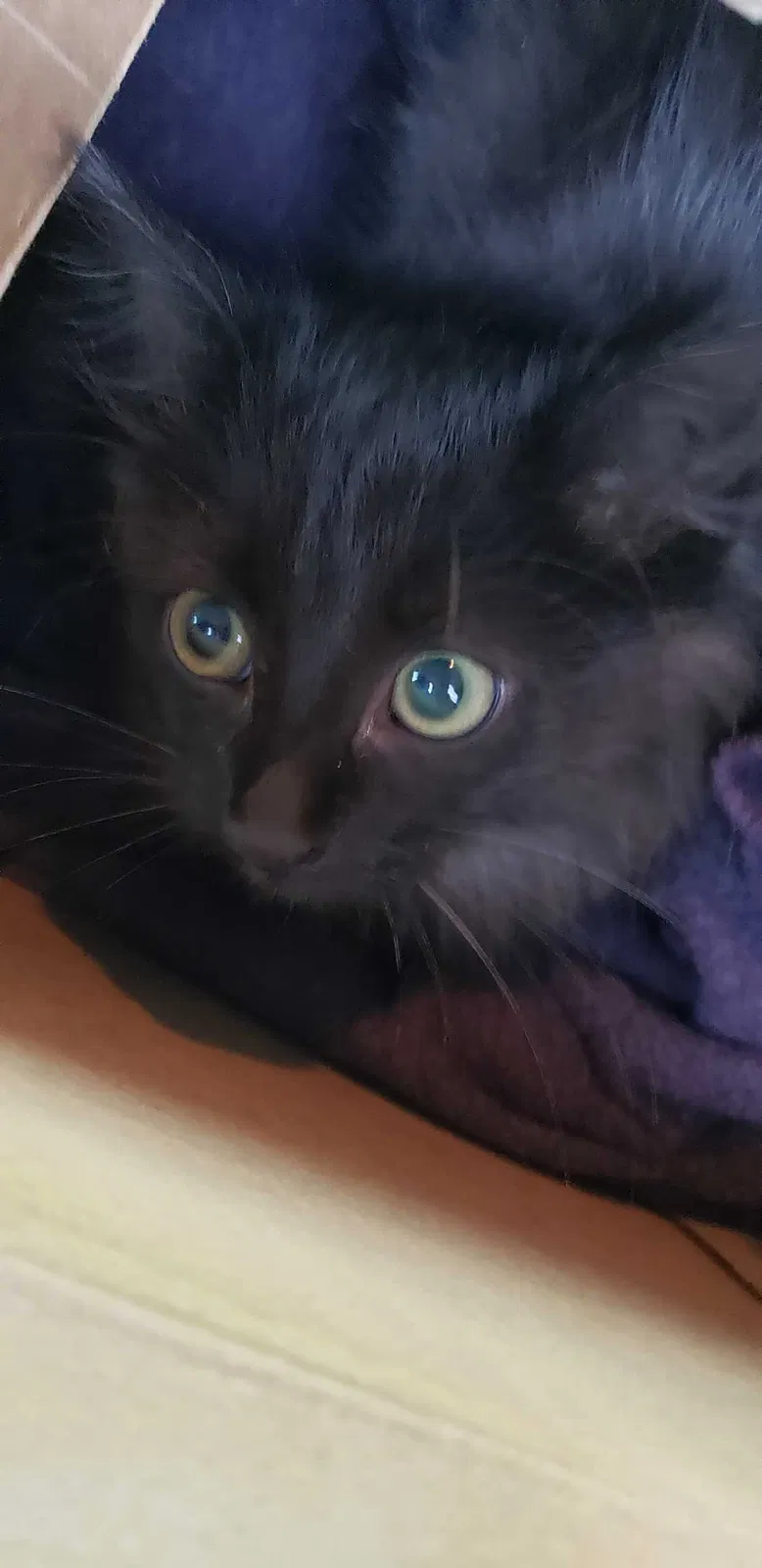 Found cat in Mission, KS, 66202