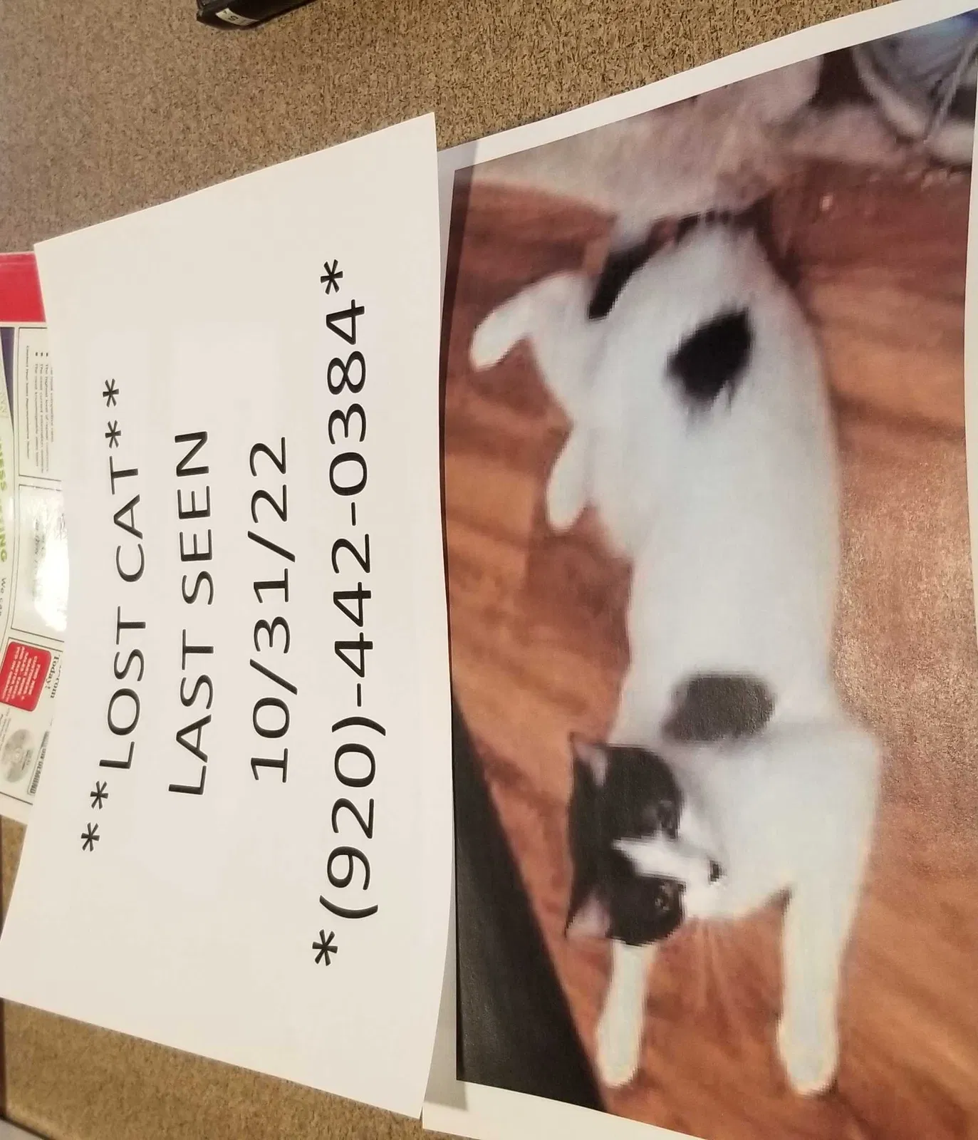Lost cat in Neenah, WI, 54956
