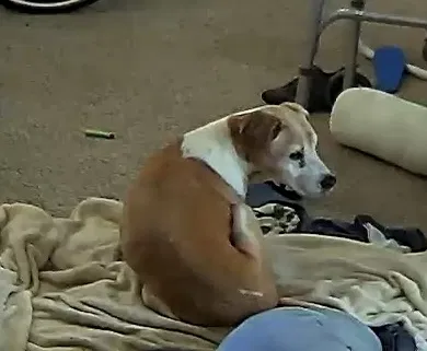 Lost dog in Farmington, AR, 72730