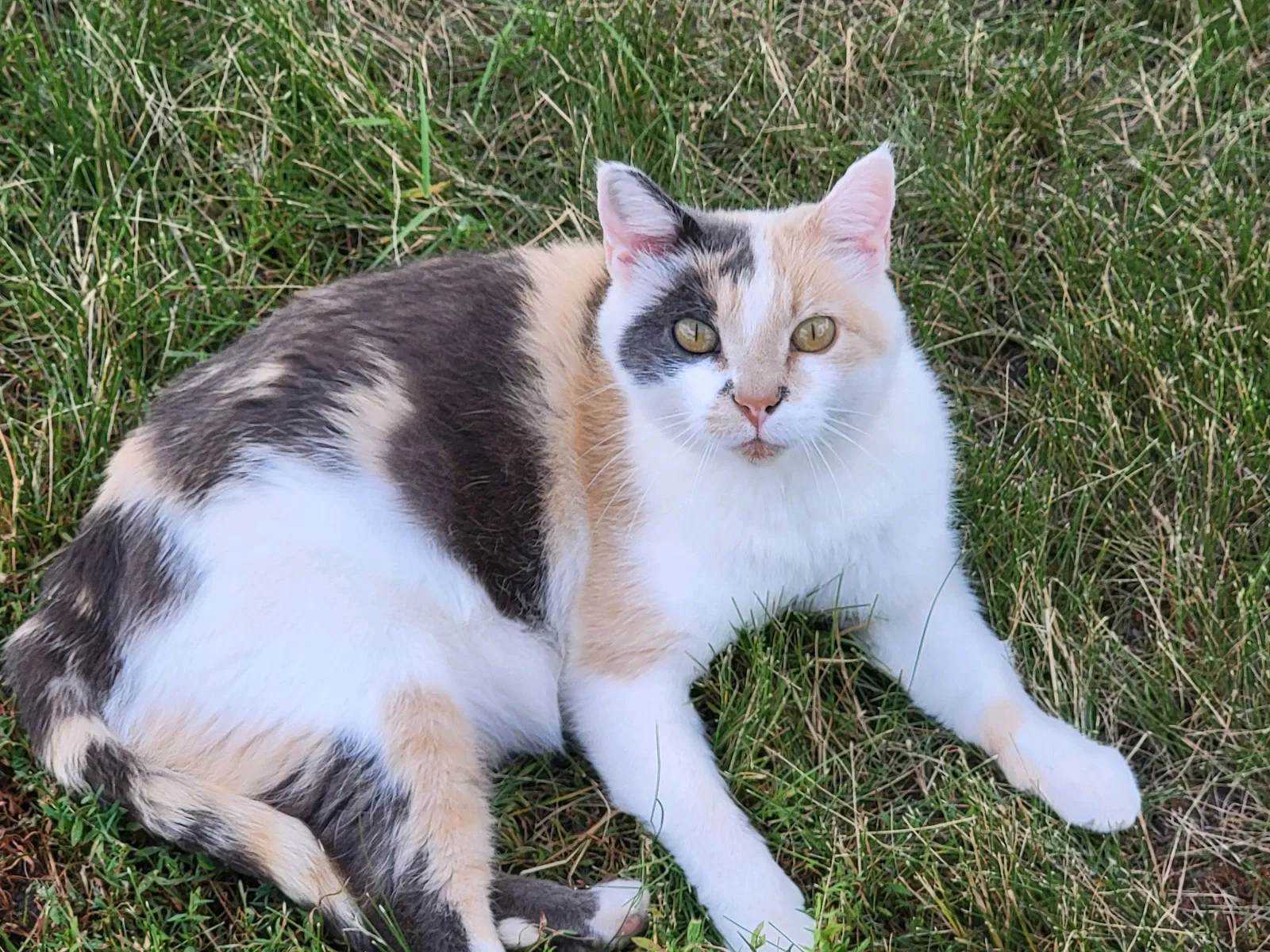 Lost cat in Canton, SD, 57013