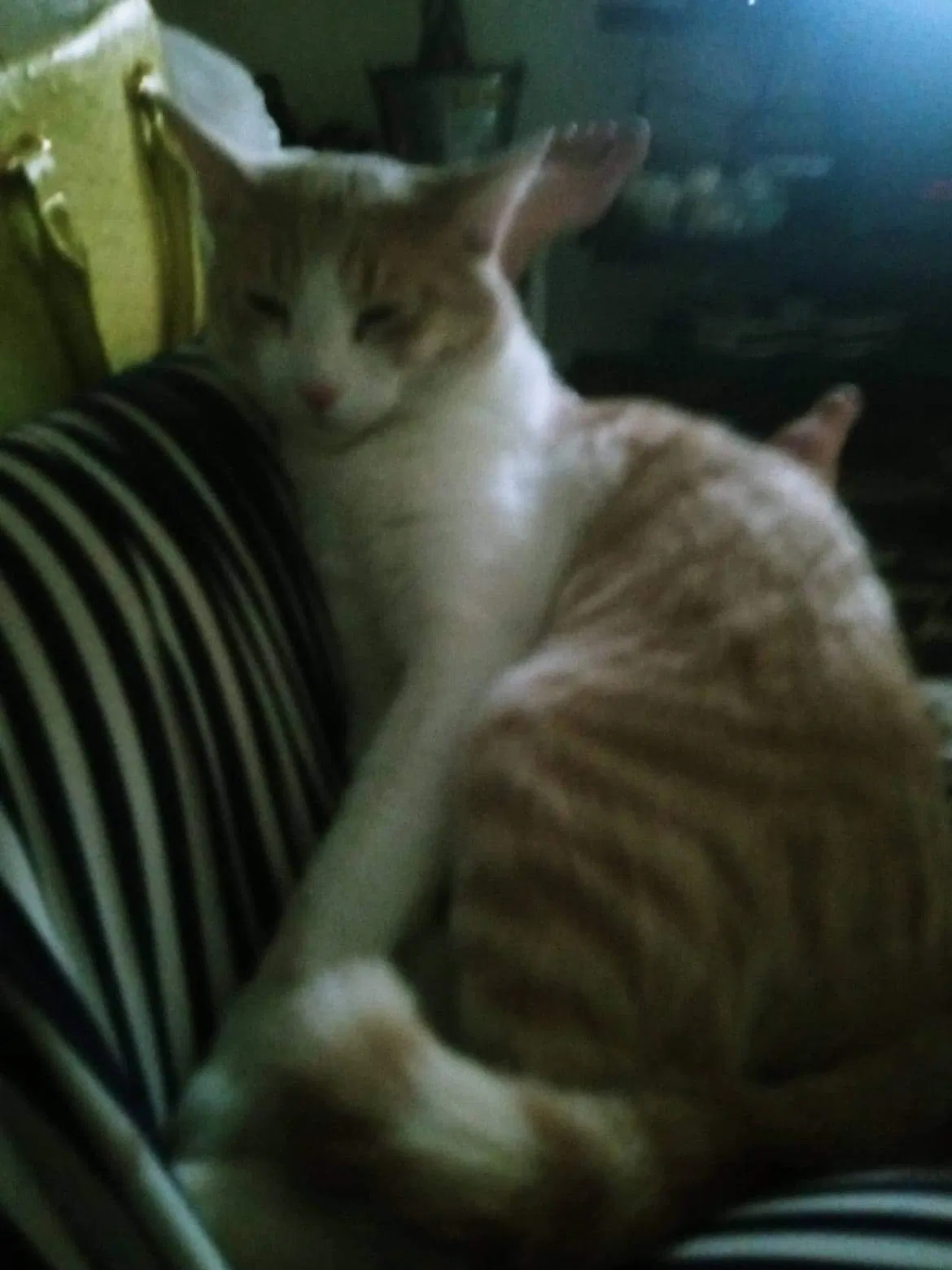 Lost cat in Las Vegas, NV, 89122