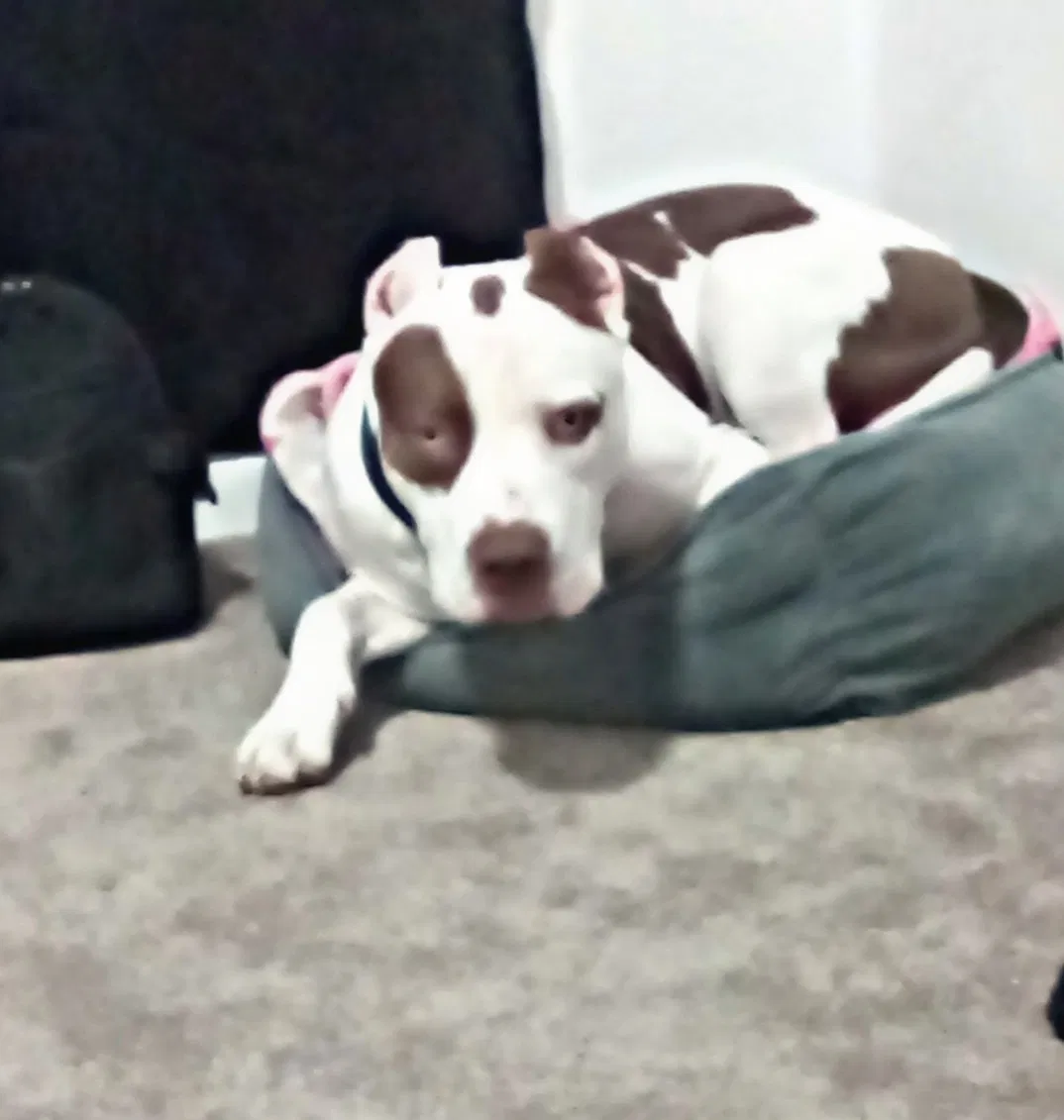 Lost dog in Palm Springs, CA, 92262