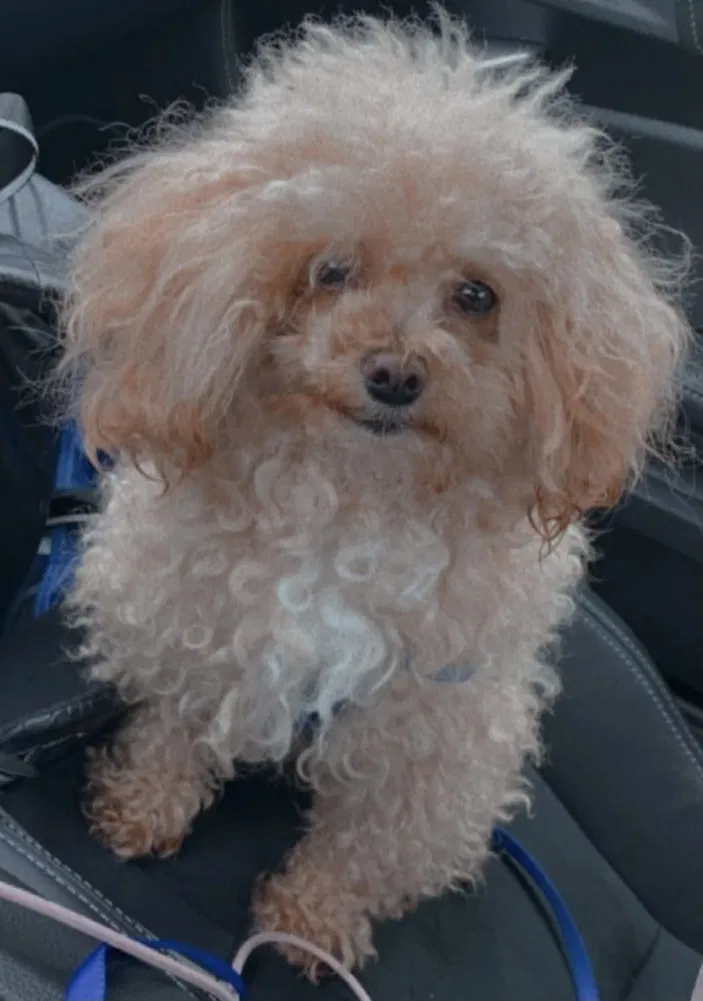 Lost dog in La Vergne, TN, 37086