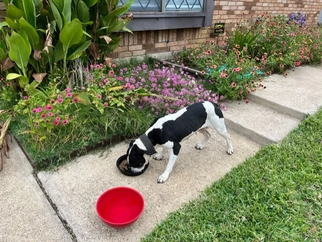Found dog in Bedford, TX, 76022