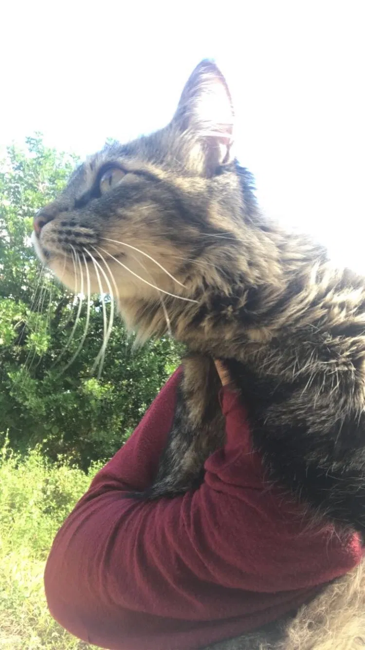 Lost cat in Bradenton, FL, 34209