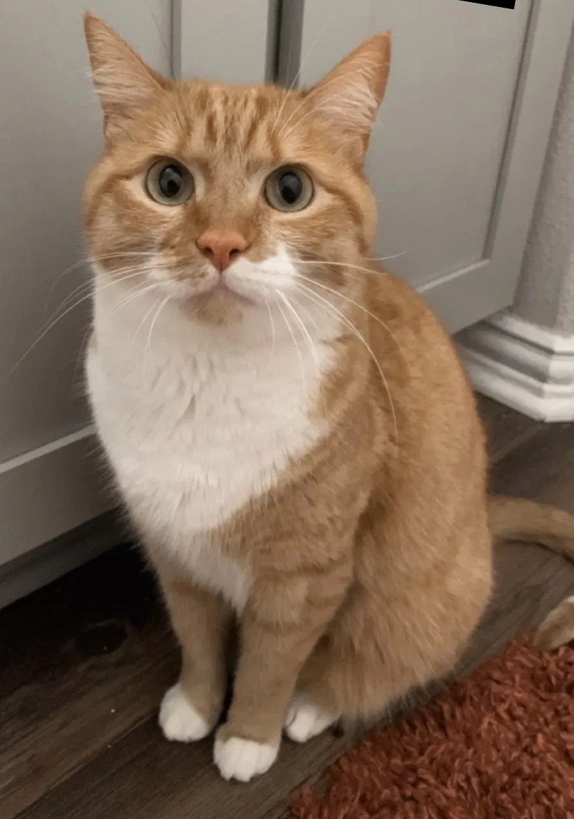 Lost cat in Mckinney, TX, 75071