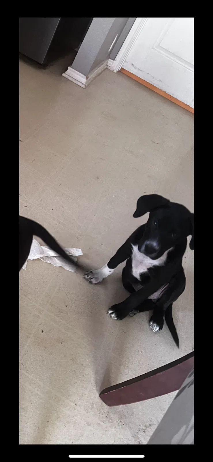 Lost dog in San Antonio, TX, 78247