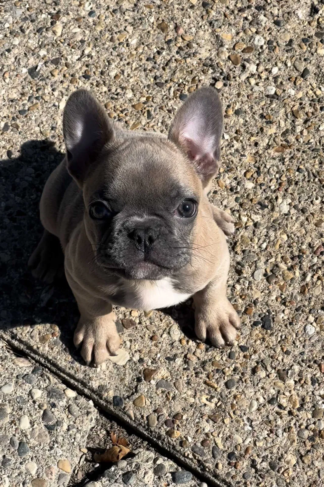 Lost dog in Detroit, MI, 48223