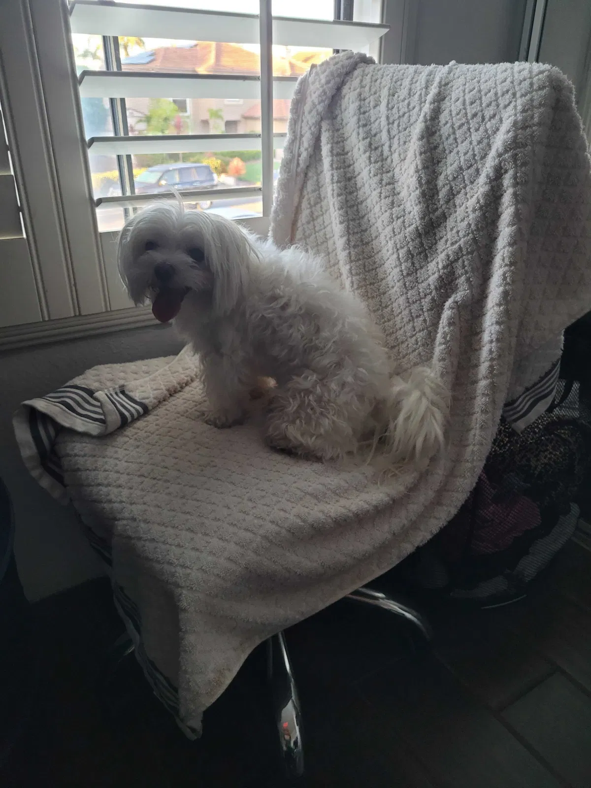 Lost dog in Chula Vista, CA, 91910