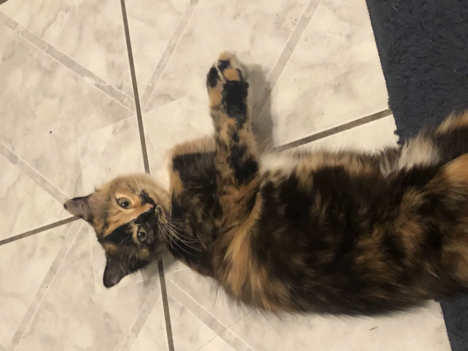 Lost cat in San Antonio, TX, 78242
