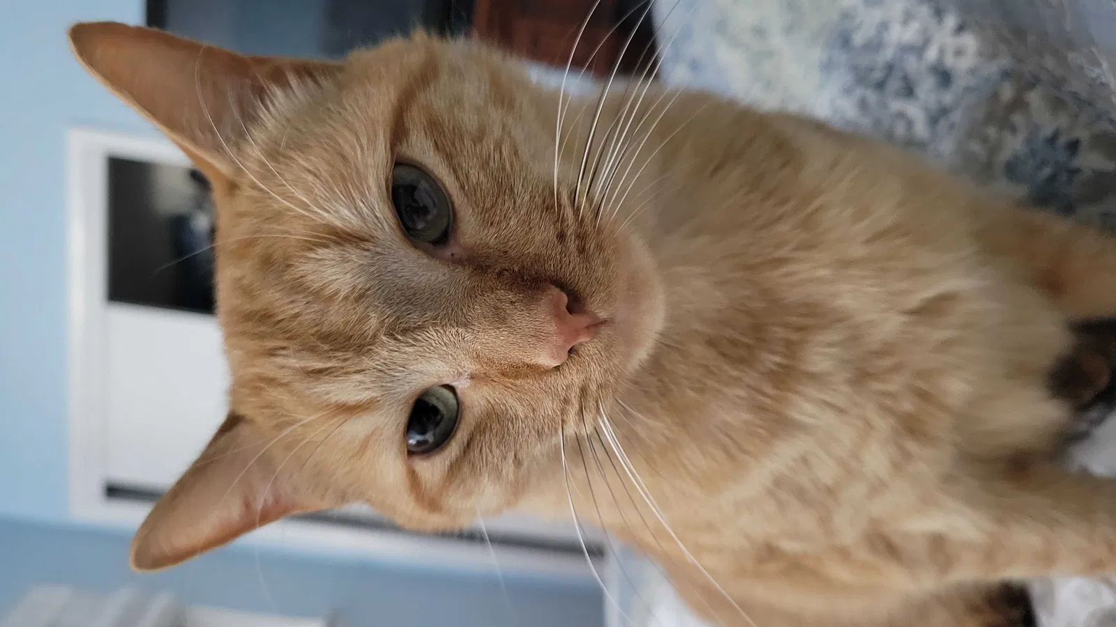 Lost cat in Northport, NY, 11768