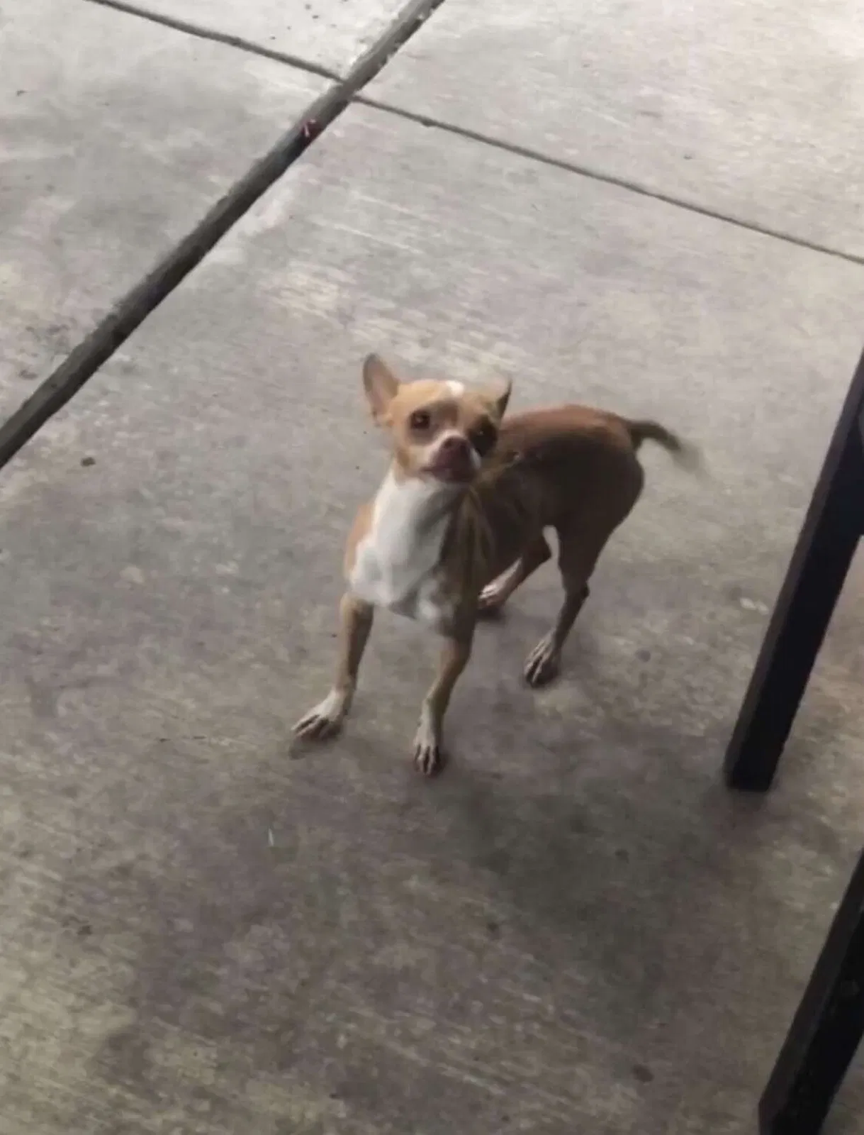 Lost dog in San Antonio, TX, 78201