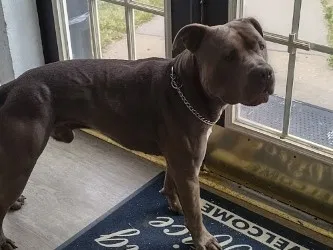 Found dog in Kansas City, MO, 64134