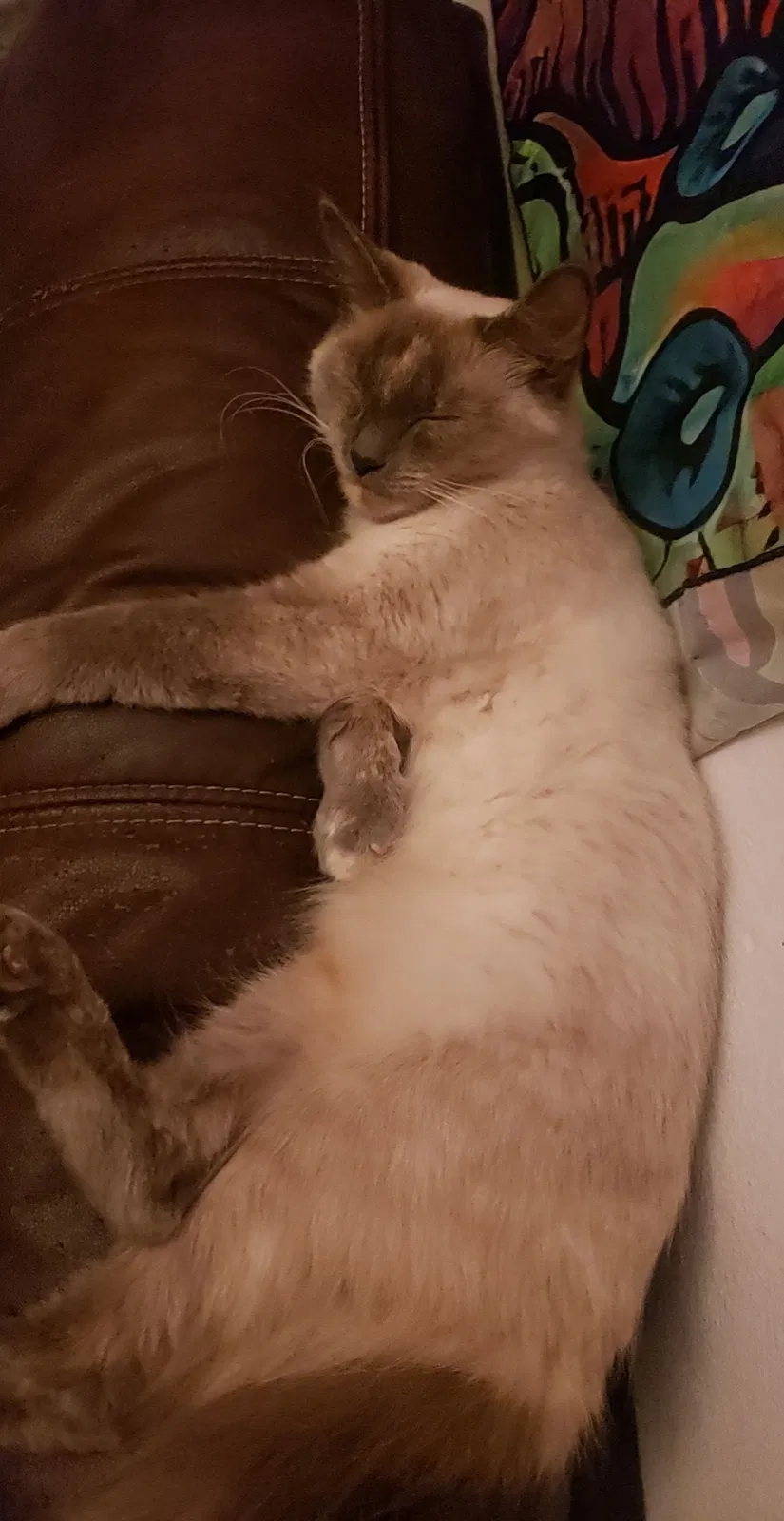 Lost cat in Saint Helens, OR, 97051