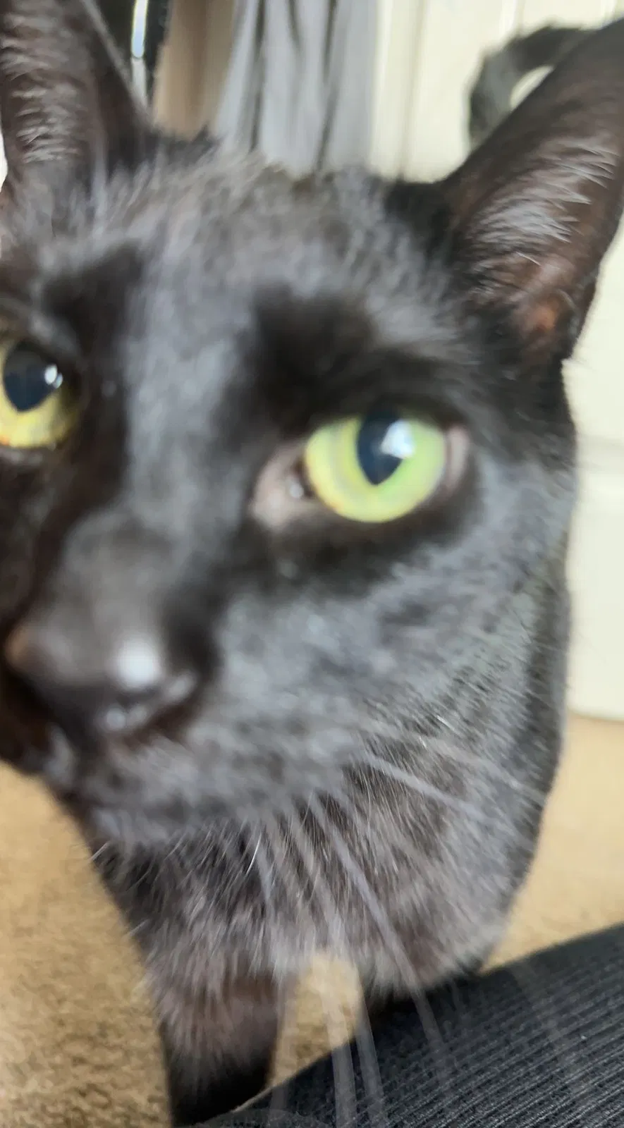 Lost cat in Flowery Branch, GA, 30542