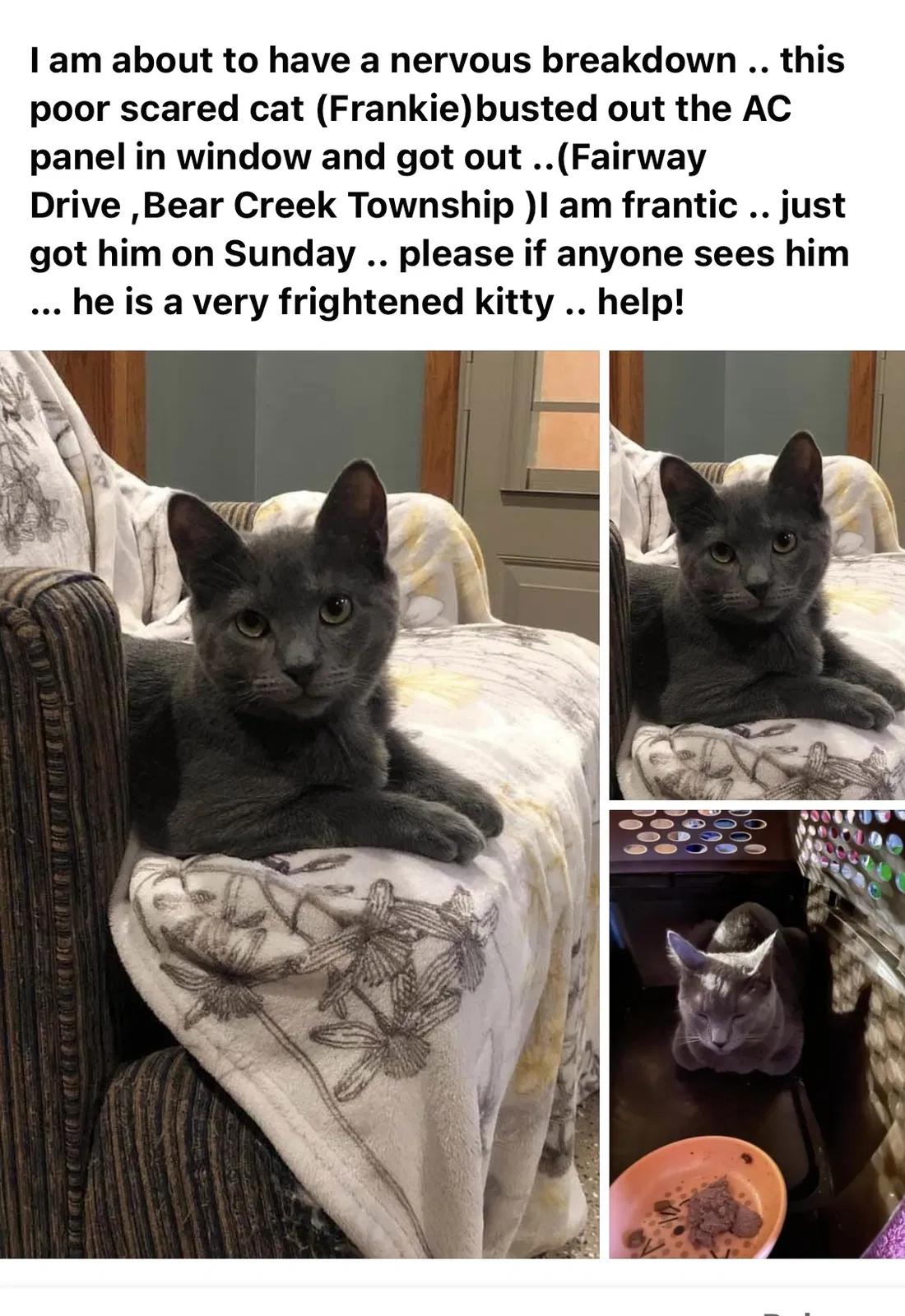 Lost cat in Wilkes Barre, PA, 18702