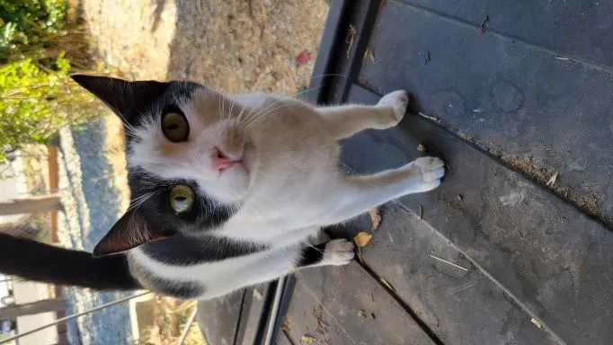 Lost cat in Antelope, CA, 95843