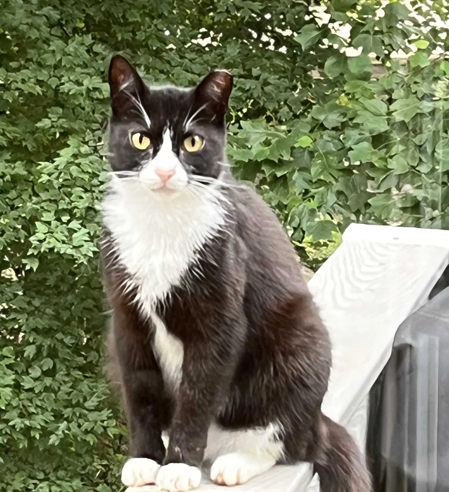 Lost cat in Lawrenceville, GA, 30045