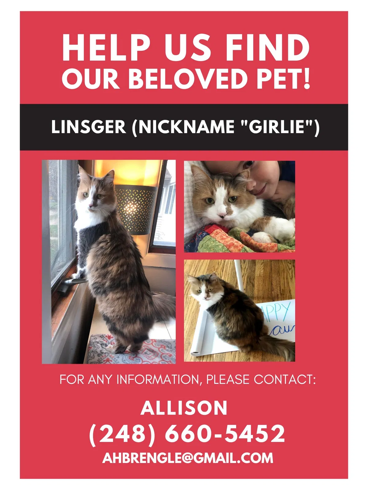 Lost cat in Southfield, MI, 48076