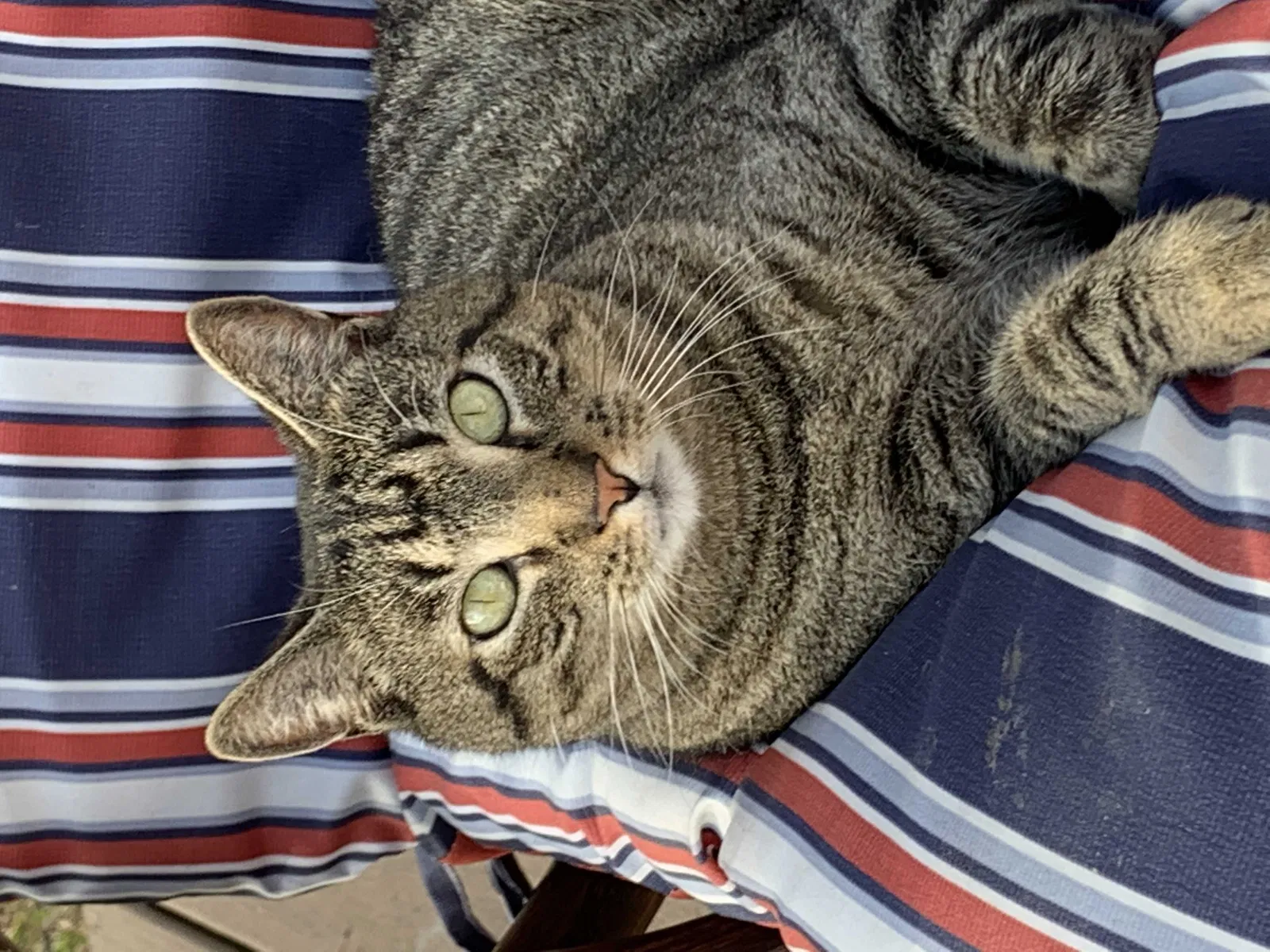 Lost cat in Unknown, SC, 29486