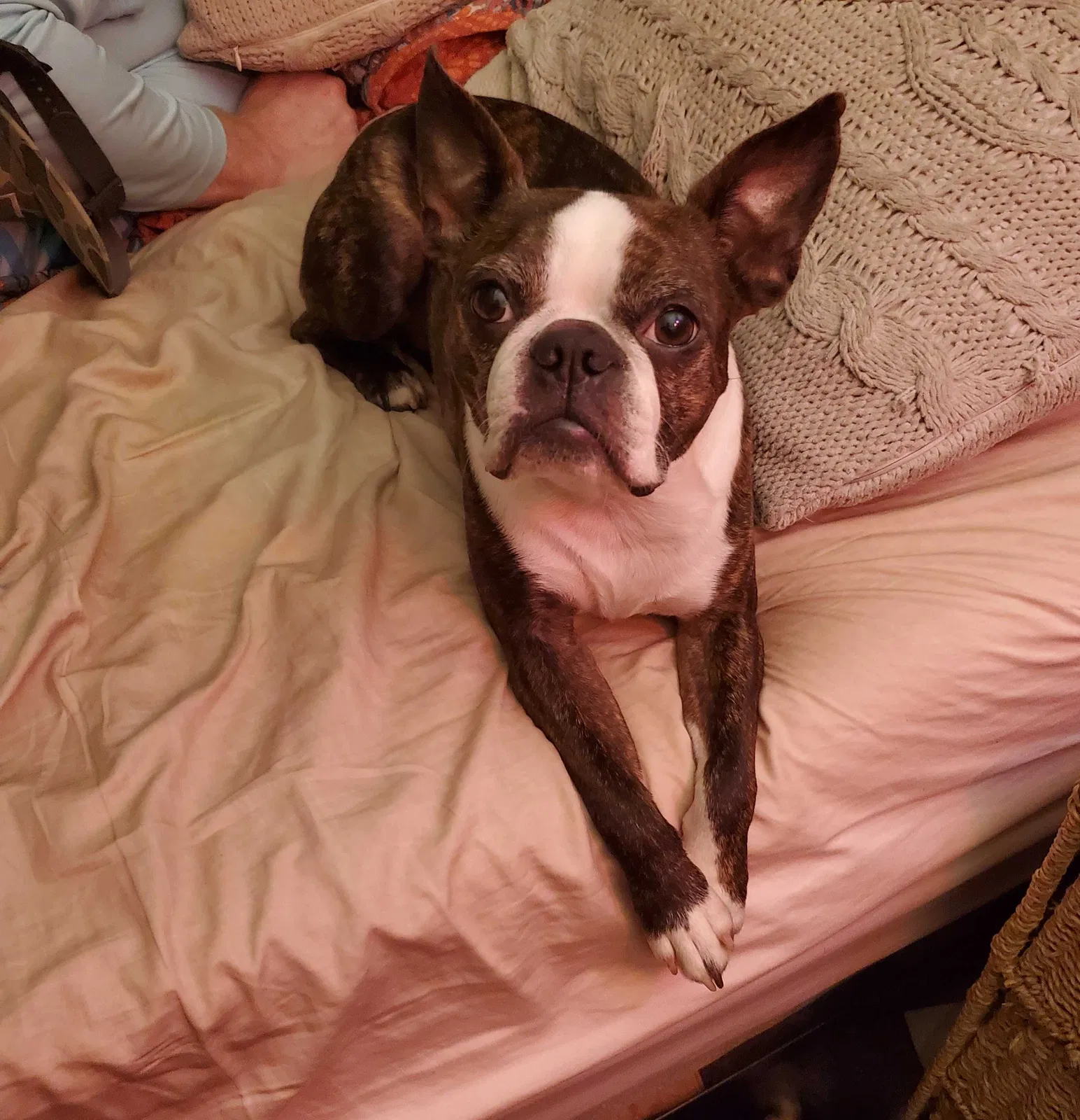 Lost dog in Maumelle, AR, 72113