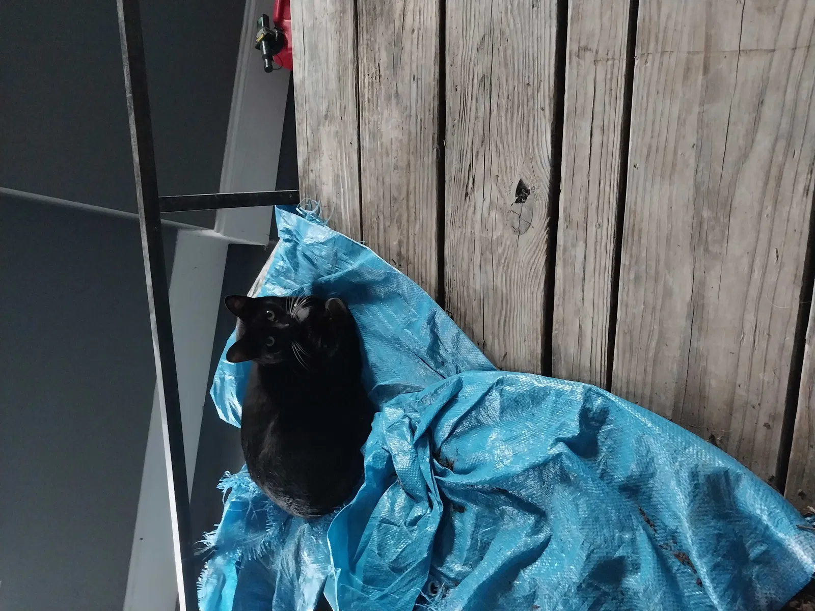 Lost cat in Luling, LA, 70070