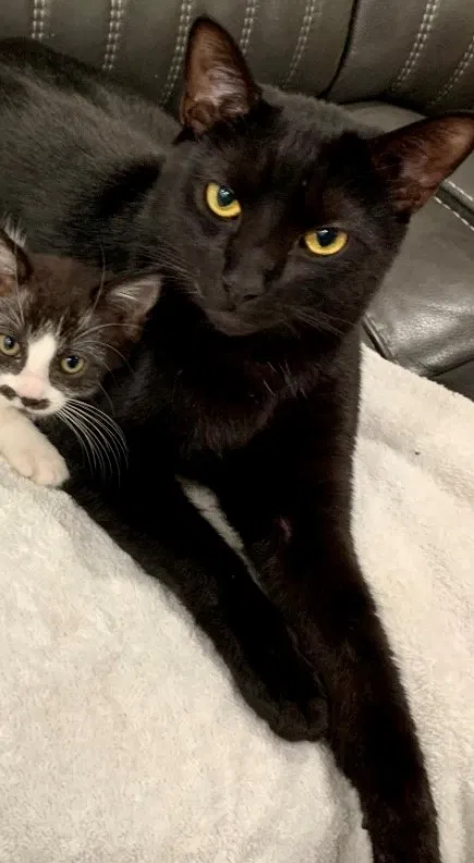 Lost cat in Corona, CA, 92880