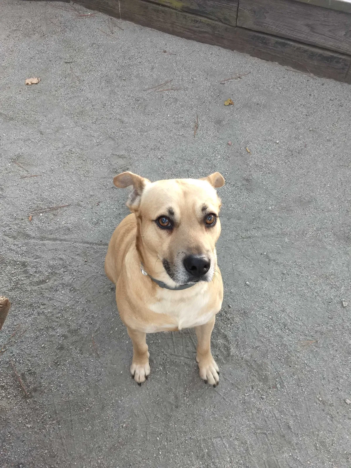 Lost dog in Norwood, GA, 30821